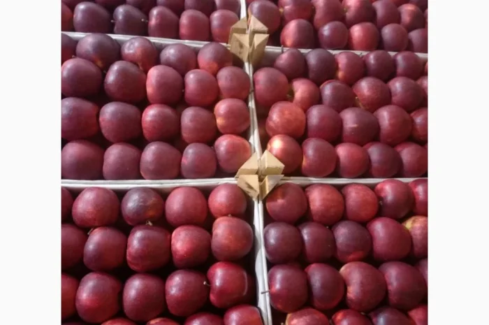 Продам яблука різних сортів- фото № 4