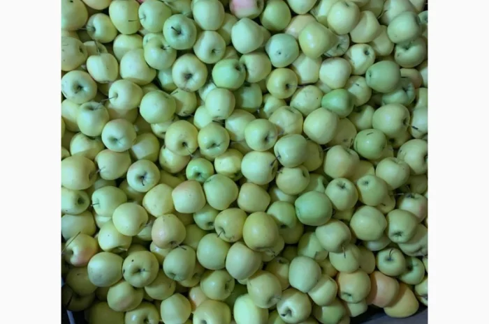 Продам яблука різних сортів- фото № 5