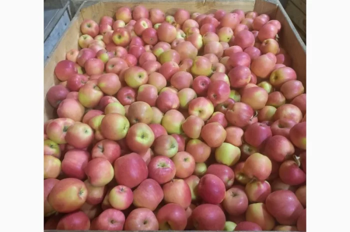 Продам яблука різних сортів- фото № 7