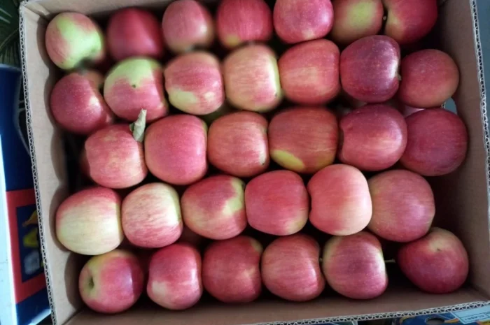 Продам яблука різних сортів- фото № 8