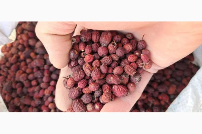 Куплю ягоди глоду в сухому і сирому вигляді- фото № 1