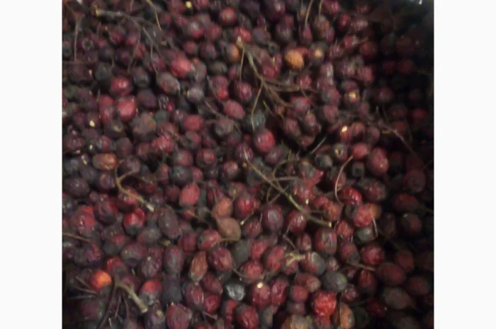 Глід сушений- фото № 1