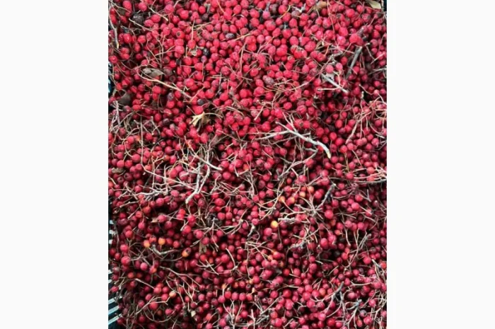 Куплю глід Бояришнік шипшину алтеї- фото № 1