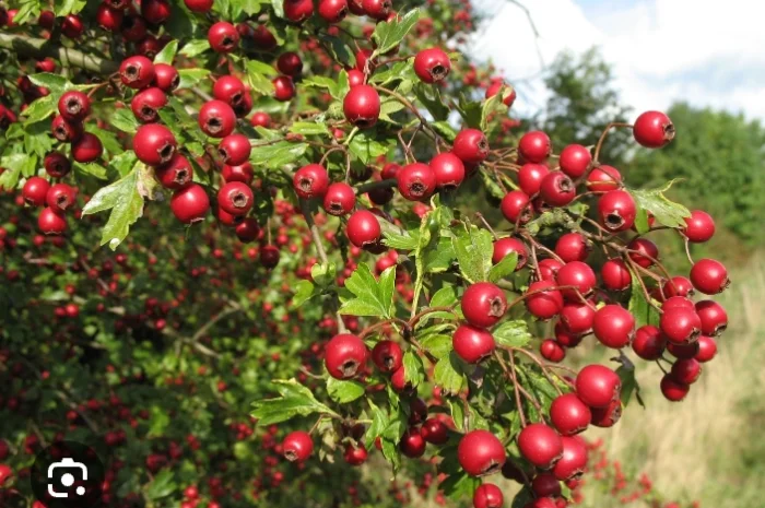 Сухий бояришник, глід- фото № 1