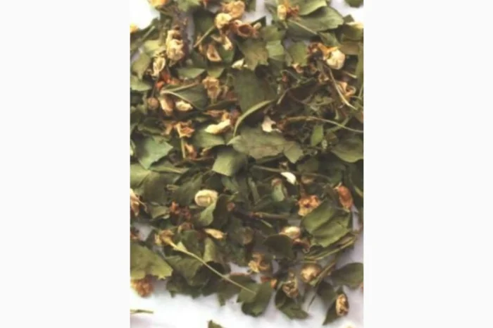 Куплю сушенные листья с цветом боярышника, липы, бузины, акации, каштана- фото № 1