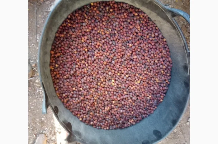 Купим круглый год сухие плоды Боярышника, шиповника, красную рябину, терен- фото № 1