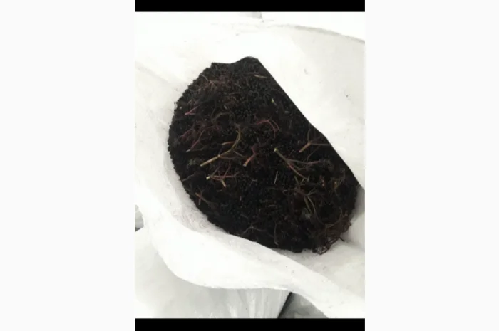 Куплю замороженную бузину и ягоды от 20 тонн- фото № 1