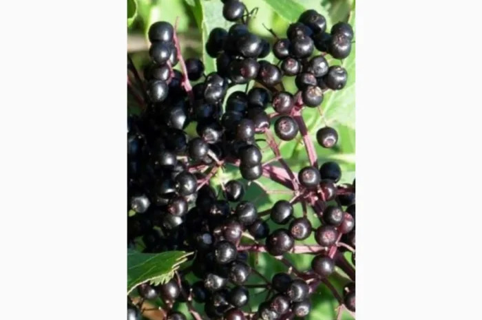 Купуємо суху ягоду бузини оптом- фото № 1