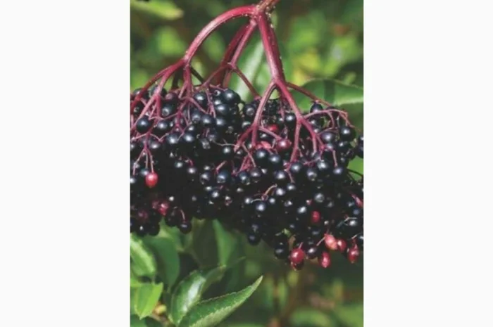 Закупаем сухую бузину по выгодной цене- фото № 1