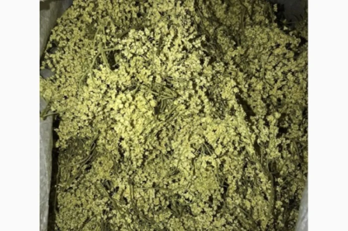 Пропоную сушену бузину вищої якості- фото № 1