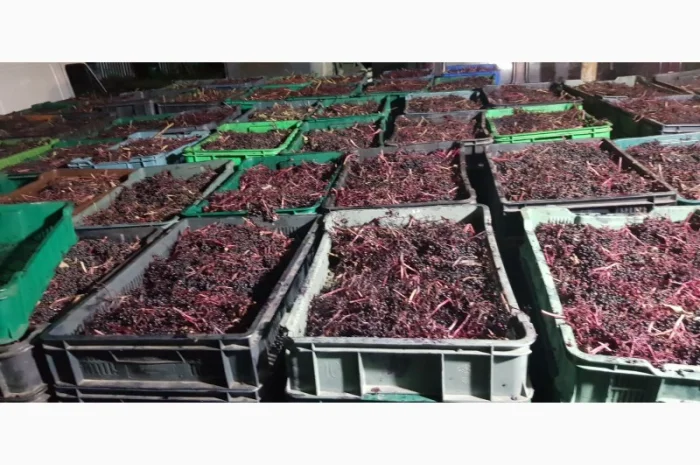 Пропонується свіжозібрана та суха бузина, а також заморожена!- фото № 4