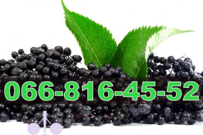 Завод купує бузину для переробки!- фото № 1