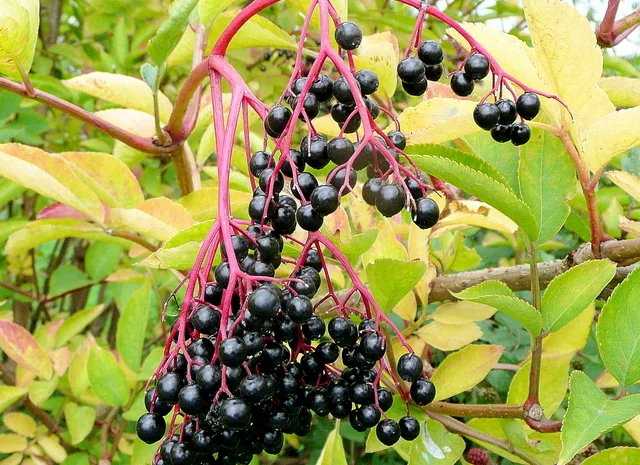 Купую свіжі та заморожені ягоди бузини- фото № 1