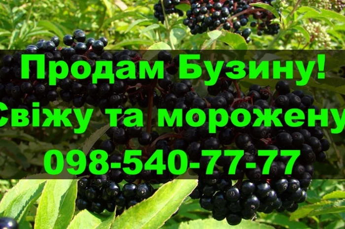 Продам ягоду бузини свіжу та морожену, урожаю 2024 року!На постійній основі- фото № 1