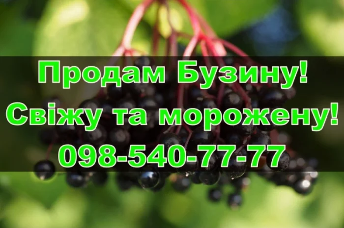 Продам ягоду бузини свіжу та морожену, за договірною ціною- фото № 1