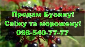 Продаю морожену бузину!Ціна договірна- фото № 1