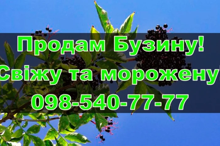 Реалізую ягоду бузини, власної заморозки!Ціна Договірна- фото № 1