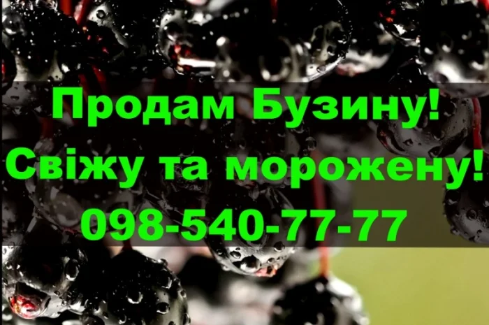 Продам ягоду бузини морожену на постійній основі- фото № 1
