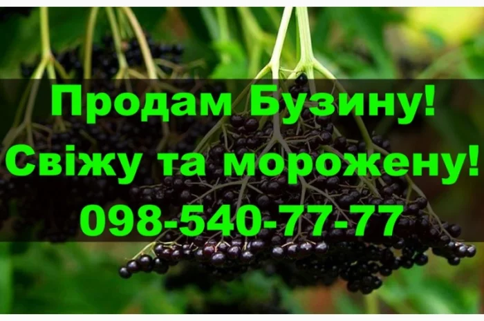 Продам ягоду бузини морожену! Власна Заготівля- фото № 1