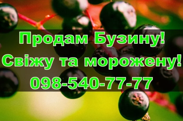 Продаю ягоду бузини МОРОЖЕНУ, власної заморозкиі/переробки!Ціна Договірна- фото № 1