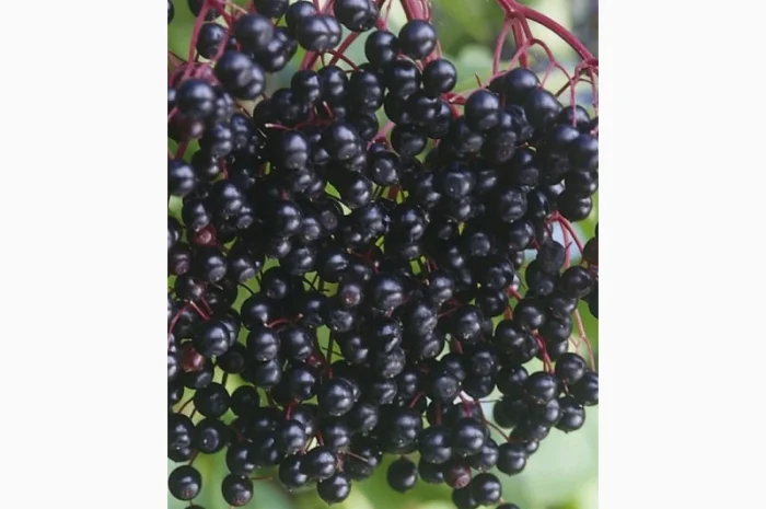 Закупаем по Украине СУХУЮ яоду бузины.Крупный опт- фото № 1