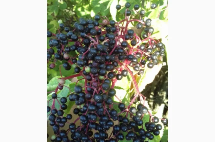 Купим в больших количествах сухую ягоду бузины- фото № 1