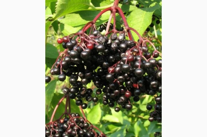 Сухую ягоду бузины покупаем по Украине.Всегда хорошая цена- фото № 1