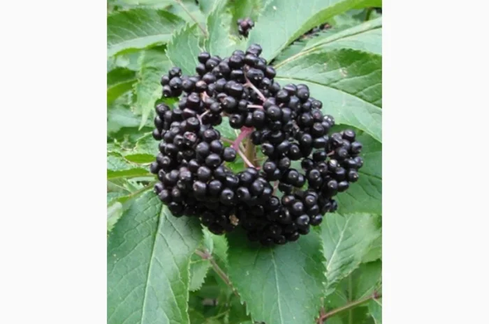 Закупаем Сухую ягоду Бузины, рябины красной, шиповник.Только сухую.Самовывоз от 500кг- фото № 1