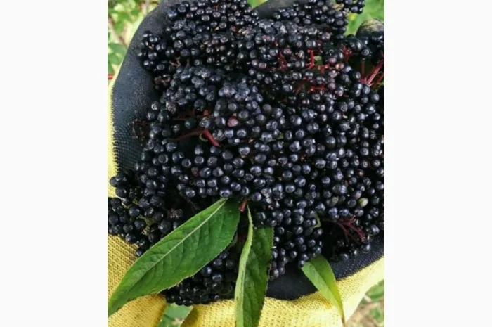 Купим сухую бузину. Самовывоз по договоренности.- фото № 1