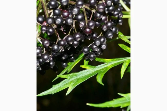 КУПИМ ягоду БУЗИНЫ. СУХУЮ.Работаем с населением и оптовиками- фото № 1