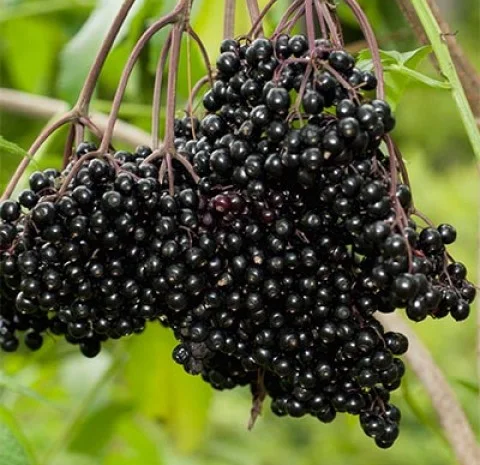 Куплю бузину- фото № 1