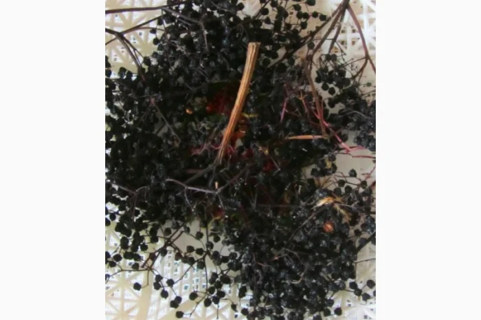 Купим ягоду Бузину только СуХуЮ.Дорого.самовывоз- фото № 1