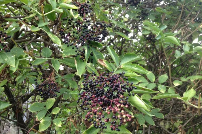 Закупаем цвет бузины и сухую ягоду бузины- фото № 1