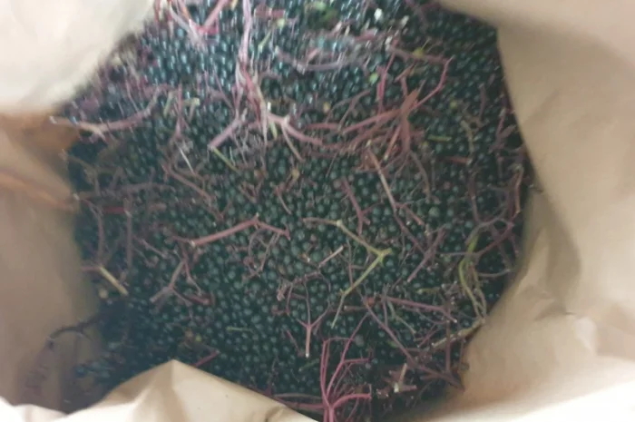 Куплю бузину- фото № 1