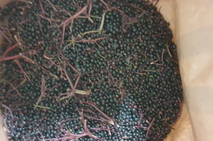 Куплю бузину- фото № 2