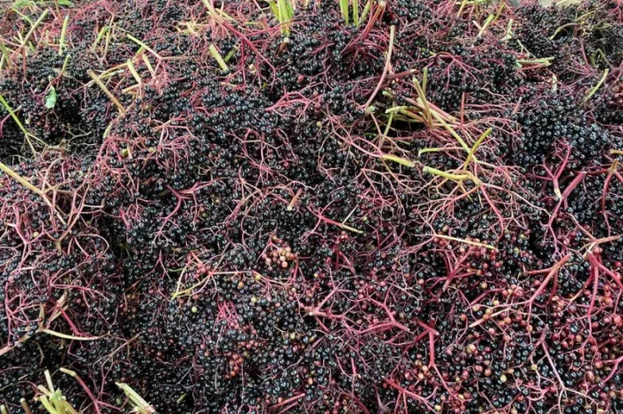 Куплю бузину- фото № 3