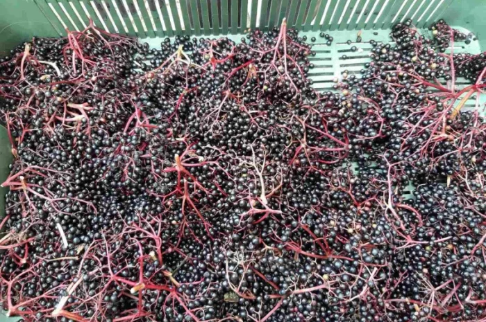 Куплю бузину- фото № 4