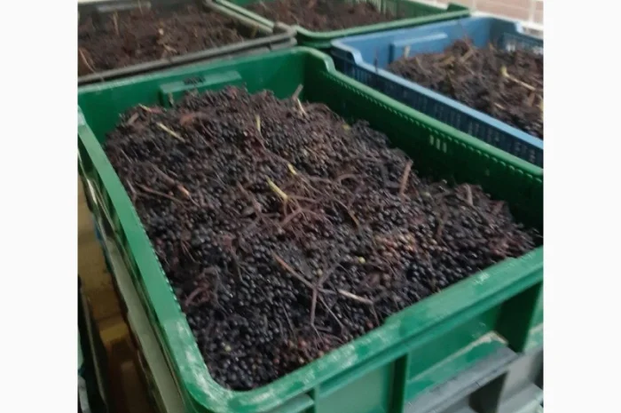 Куплю бузину заморожену оптом- фото № 1