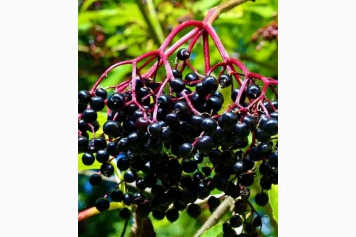 Сухую ягоду БУЗИНЫ закупаем.всегда хорошая цена.Вся Украина.Самовывоз- фото № 1