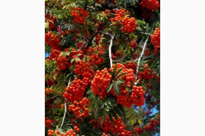 Купим сухую бузину, красную рябину, шиповник.Нужны обьемы- фото № 2