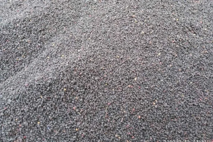 Закупаем цвет бузины, ягоду Бузины СУхую.Оплата наличными.Самовывоз- фото № 1