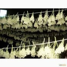 Купим цвет бузины, СУШЕНУЮ ягоду бузины.Самовывоз- фото № 1