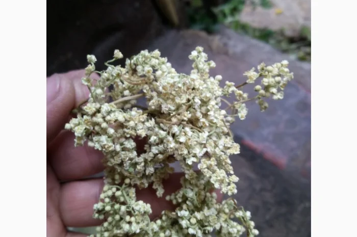 Закупаем Ягоду БУЗИНЫ, цвет бузины и липы сухой.Крупный и мелкий опт- фото № 1