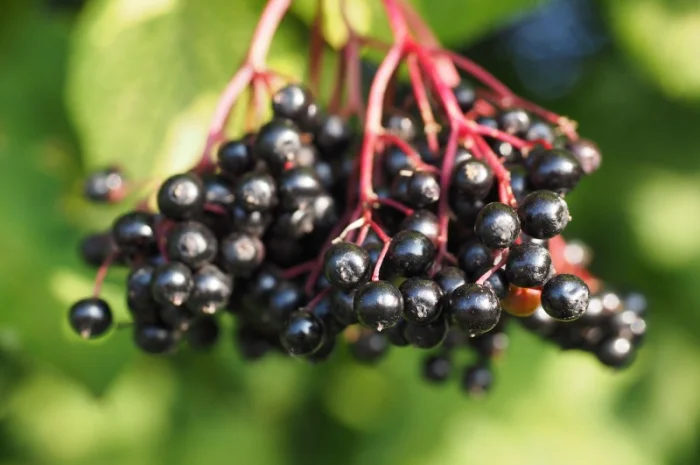 Суха бузена- фото № 1