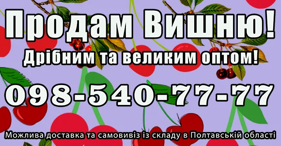 Реалізую вишню 2024 року врожайного- фото № 1