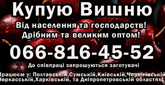 Куплю вишню урожая 2025 года оптом- фото № 1