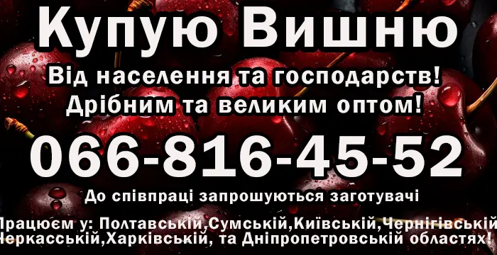 Покупаю вишню 2025 года урожайного- фото № 1