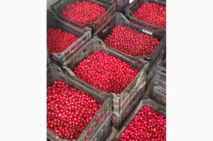 Куплю вишню- фото № 2