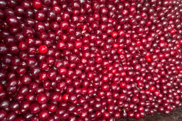 Пропонується вишня оптом- фото № 1