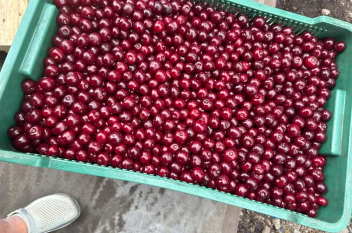 Продаємо Вишню- фото № 1